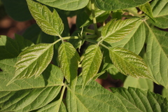Acer negundo