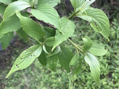Cornus macrophylla