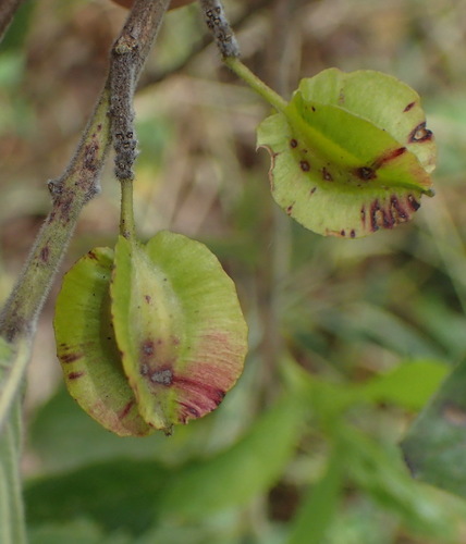 Image of Combretum erythrophyllum by (c) Nicola van Berkel, some rights reserved (CC BY-SA)