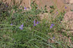 Lobelia tomentosa
