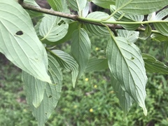 Cornus macrophylla