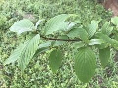 Cornus macrophylla