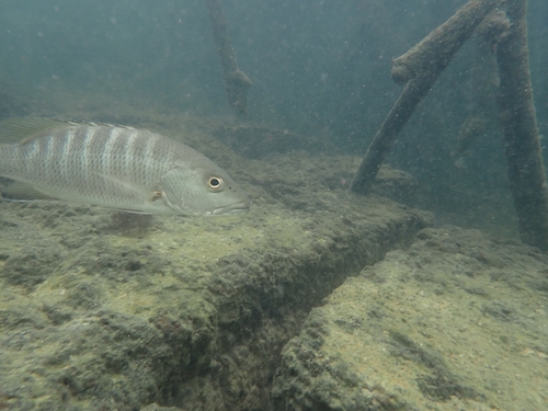 Lutjanus novemfasciatus