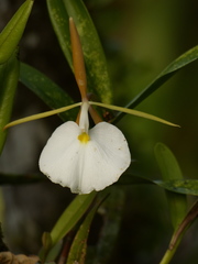 Epidendrum eburneum