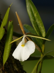 Epidendrum eburneum