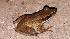 Indosylvirana