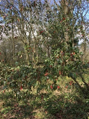 Photinia davidiana