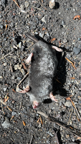 Hairy-tailed Mole observed by lindamwhite123