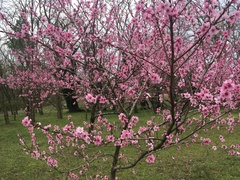 Prunus campanulata