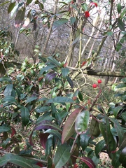 Photinia davidiana
