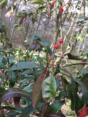 Photinia davidiana