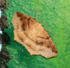 Antepione thisoaria