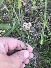 Asclepias linearis