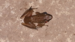 Indosylvirana