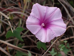 Ipomoea papilio