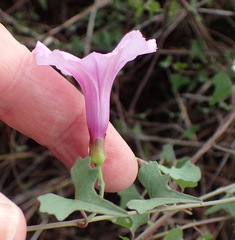 Ipomoea papilio