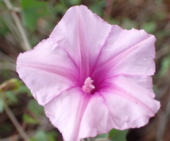 Ipomoea papilio