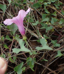 Ipomoea papilio