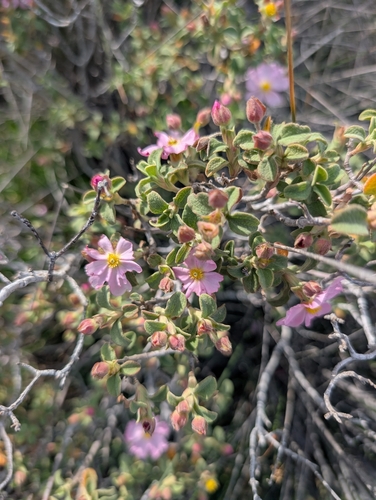 Cistus parviflorus, photograph 1