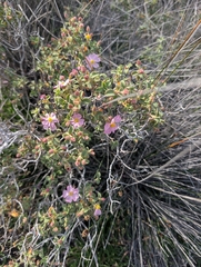 Cistus parviflorus, photograph (c) Marios Thoma, some rights reserved (CC BY)