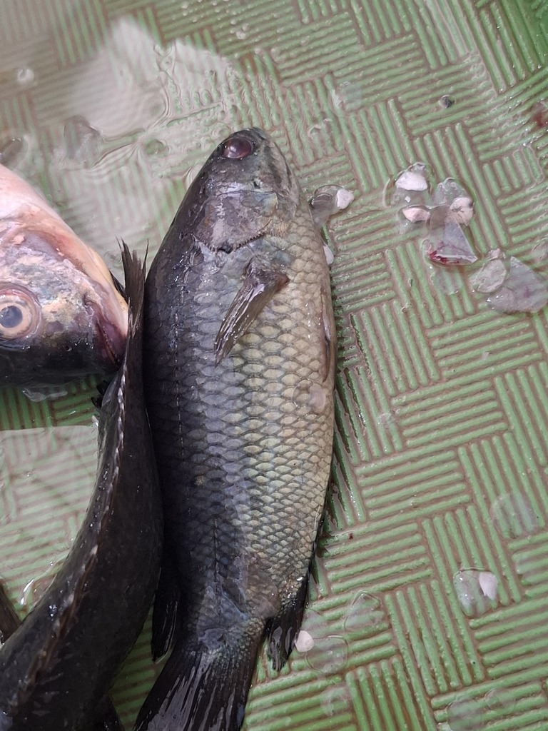 Climbing Perch (Anabas testudineus)