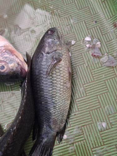 Anabas testudineus
