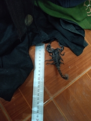Heterometrus laoticus