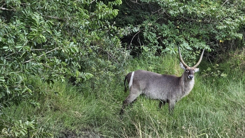 Waterbuck