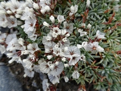 Acantholimon