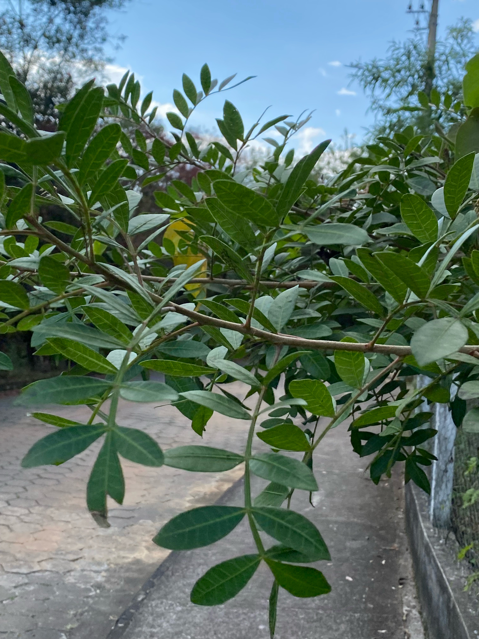 Schinus terebinthifolia