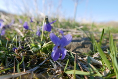 Viola hirta
