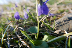 Viola hirta