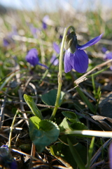Viola hirta