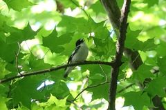 Ficedula semitorquata