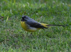 Motacilla cinerea patriciae