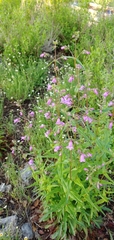 Penstemon tenuis