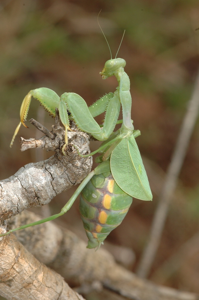 Wide-armed Mantis