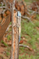 Acanthocercus branchi