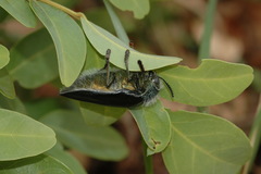 Sternocera orissa variabilis