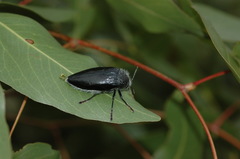 Sternocera orissa variabilis