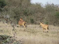 Alcelaphus buselaphus