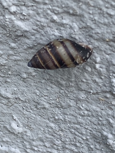 Bulimulus guadalupensis