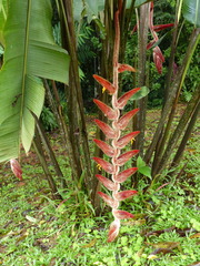 Heliconia vellerigera