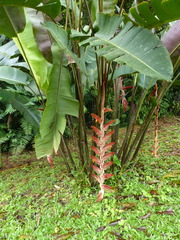 Heliconia vellerigera