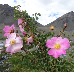 Rosa webbiana