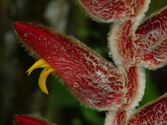 Heliconia vellerigera