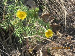 Adonis volgensis