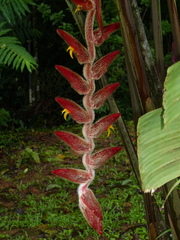 Heliconia vellerigera