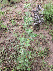 Malacothamnus fasciculatus nuttallii