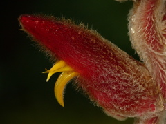 Heliconia vellerigera
